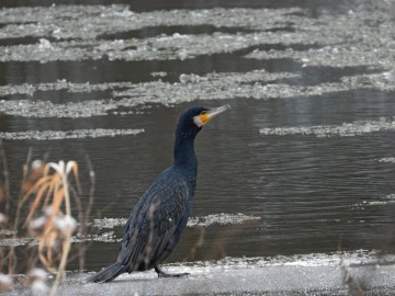 Zima w Spalskim Parku Krajobrazowym, <p>kormoran czarny</p>